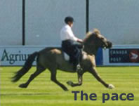 The pace is a lateral racing gait and horses reach speeds of up to 30 mph