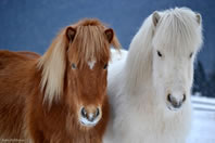 Horses at The Icelandic Horse Farm