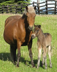 Iclandicmare and foal at the Icelandic Horse Farm