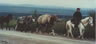 Horses in Alaska